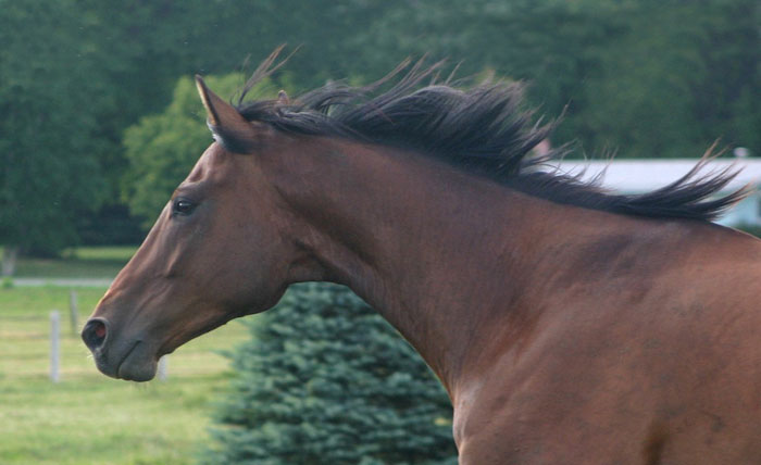 Seventh Farm: Bill running against a blur of greenery