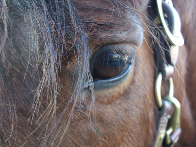 Seventh Farm: closeup of a horse's graceful face with a focus on his brown eye