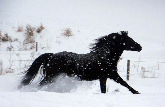 Seventh Farm: a black horse dashing through the billowy snowbanks of River Falls